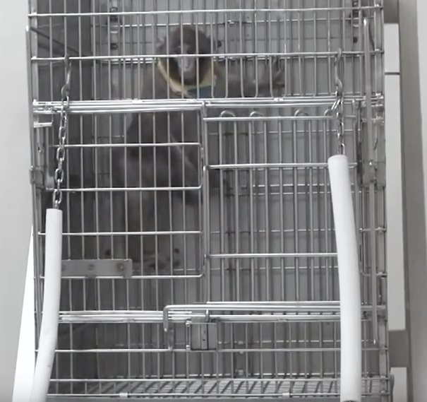 1-17-22-primate-in-cage-at-ohsu_original.png